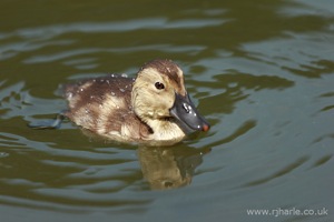 Little Duckling Floats By