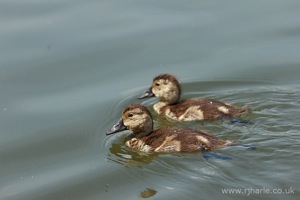 Duckling Pair Floats By