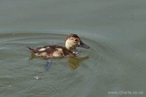 Little Duckling Floats By