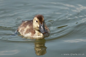 Little Duckling Floats By