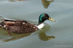 Mallard Floats By