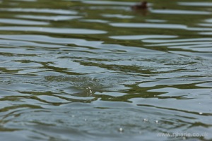 Ripples of a Diving Duckling