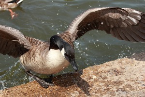 Goose Exiting the Lake