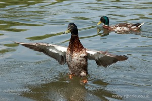 Mallard Spreads its Wings