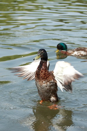Mallard Spreads its Wings