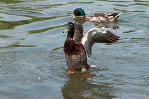 Mallard Flapping