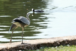Heron Stretches its Legs