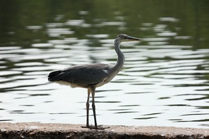 Heron on the River Bank