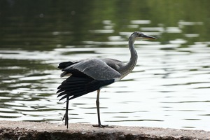 Heron Stretches its Wing