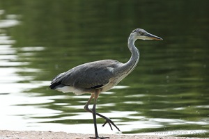 Heron on the River Bank