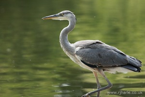 Heron on the River Bank