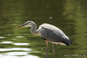 Heron on the River Bank