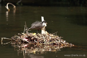 Duckling in its Nest