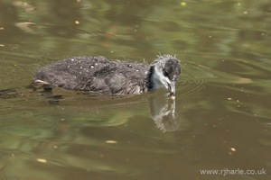 Duckling Paddling