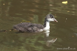 Duckling Paddling