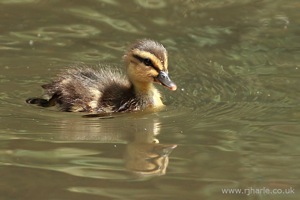 Duckling Paddling