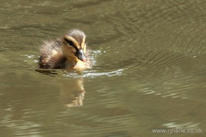 Duckling Paddling