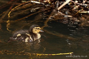 Duckling Paddling