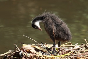Duckling Preens