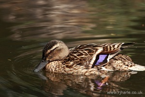 Mallard