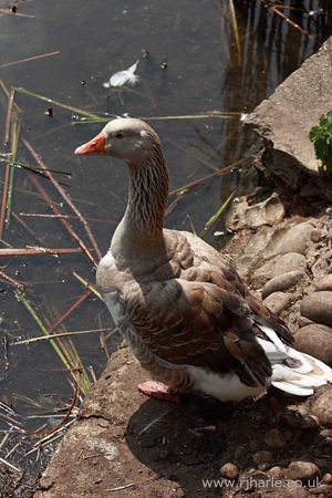 Goose Looks On