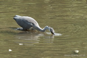 A Heron Feeding