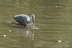 A Heron Feeding