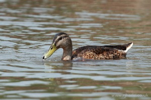 A Mallard in the Lake