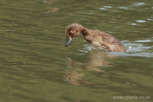 Duckling Diving