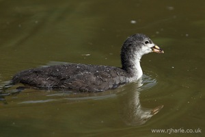 Duckling Swims By