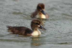 Posing Duckling