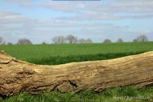 Tree Blocking Access to a Field