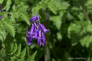 Bluebells