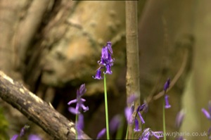 Bluebells