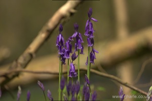 Bluebells