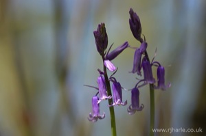Bluebells