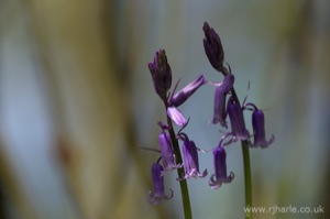 Bluebells