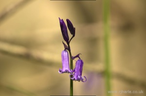 Bluebells
