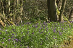 Bluebells