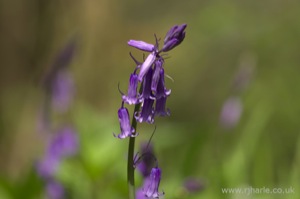 Bluebells