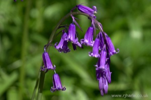 Bluebells