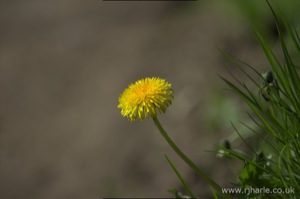 Lone Dandelion