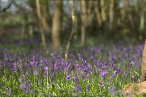 Bluebells
