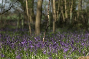 Bluebells
