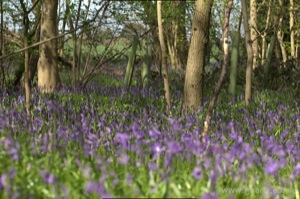 Bluebells