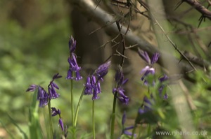 Bluebells