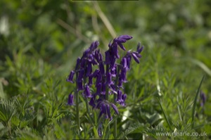 Bluebells