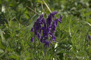 Bluebells