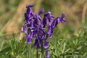 Bluebells