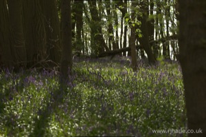 Bluebells